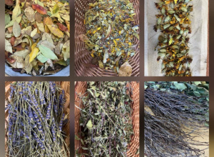 Warsztaty ziołowe z "Panią Monią od ziół".