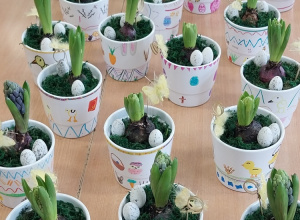 Hiacynty w udekorowanych przez uczniów doniczkach.