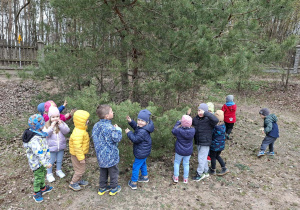 Poznajemy drzewa iglaste.