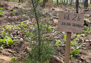 Posadzone drzewko z tabliczką.