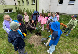 Uczniowie klasy 1a podczas sadzenia klasowego drzewka.