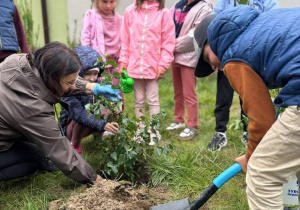 Uczniowie klasy 1a podczas sadzenia klasowego drzewka.