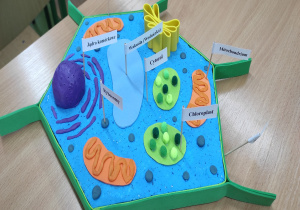 Przestrzenny model komórki.